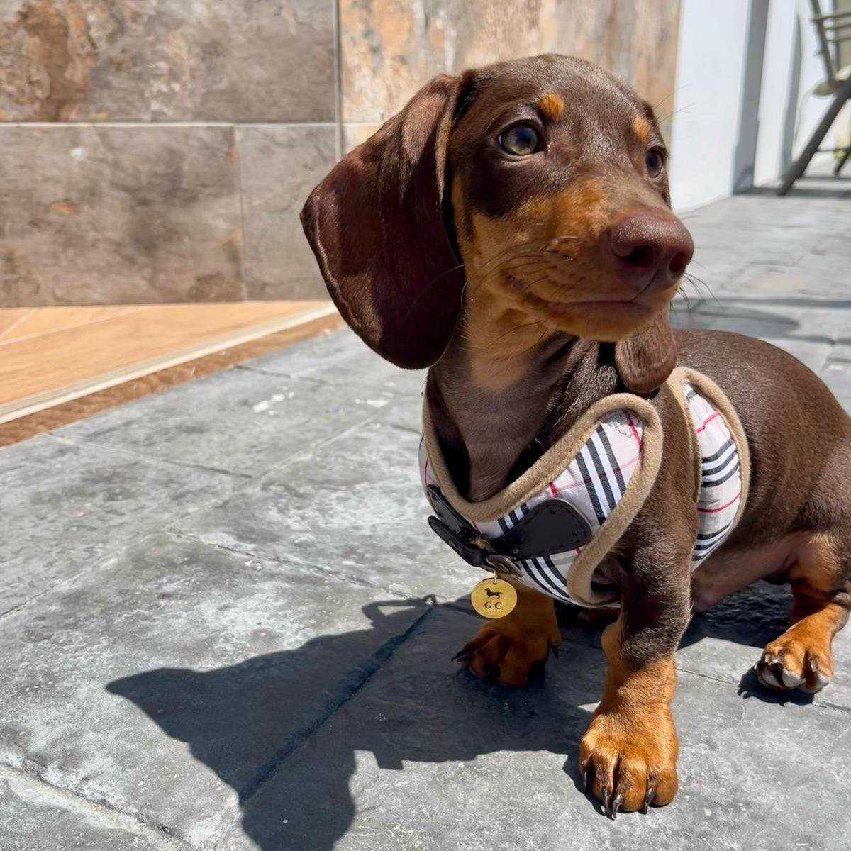 Arnés Milán - Golden Cooper