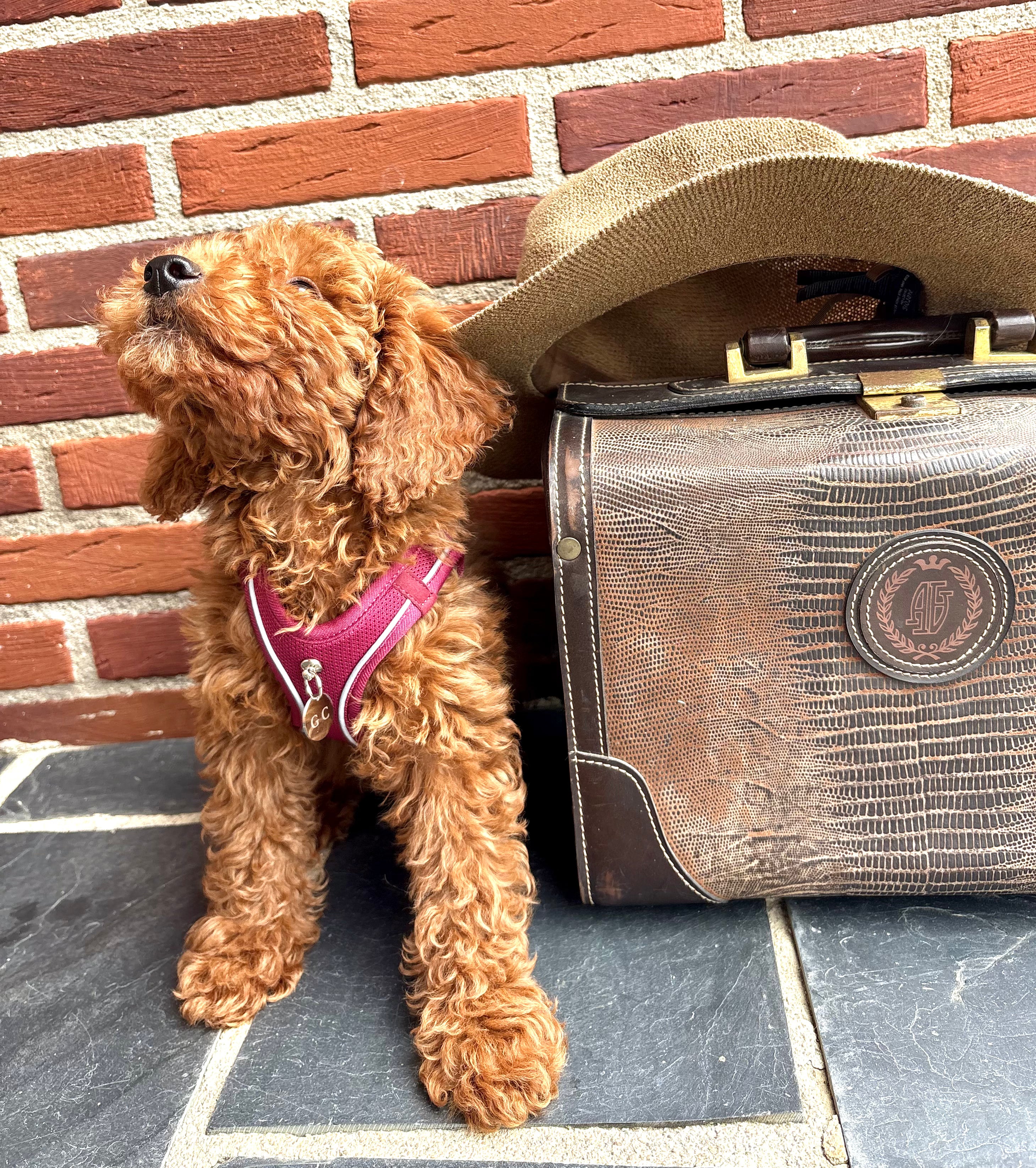 Arnés Transpirable - Golden Cooper