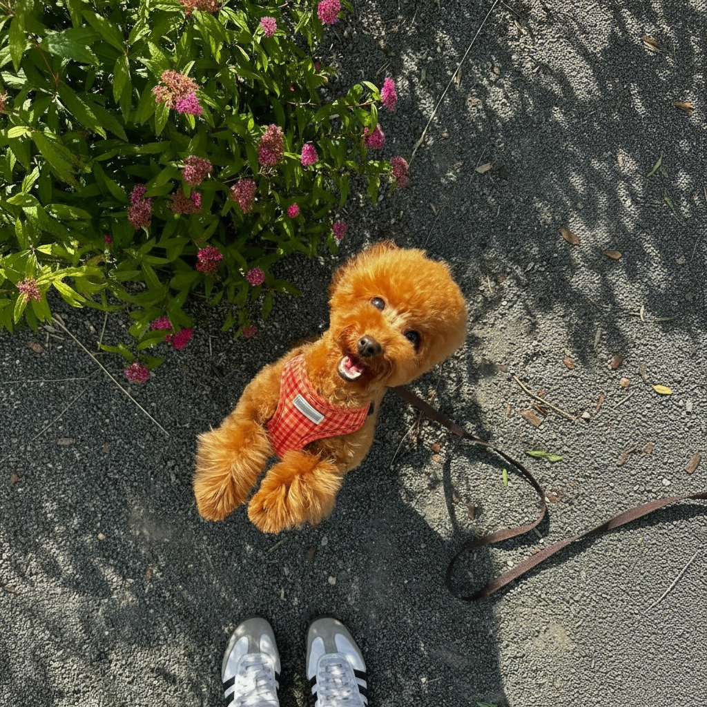 Arnés de colores - Golden Cooper