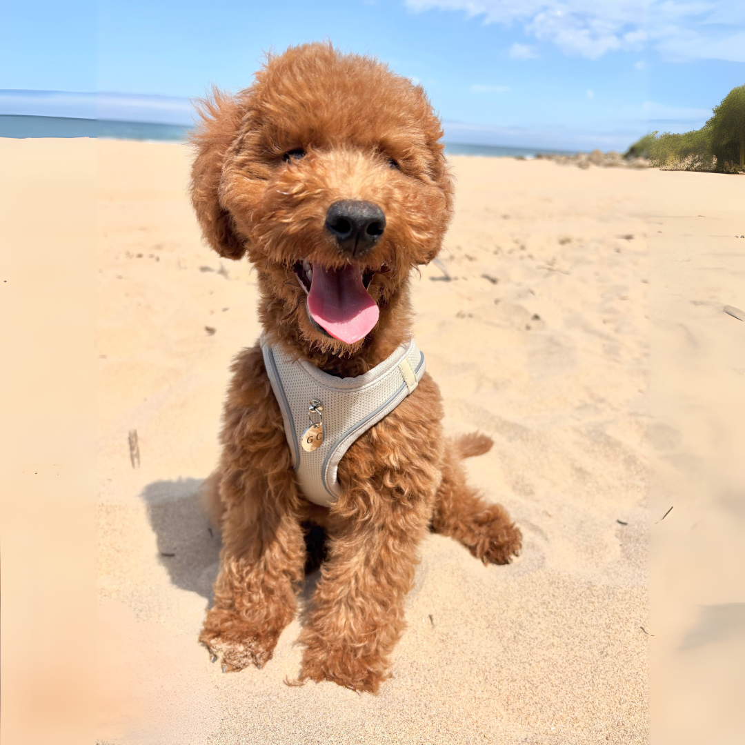 Arnés Transpirable - Golden Cooper