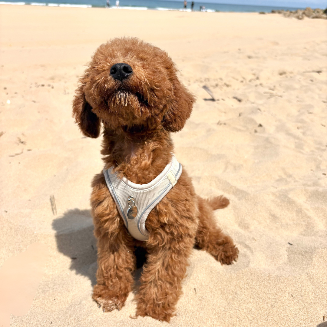 Arnés Transpirable - Golden Cooper